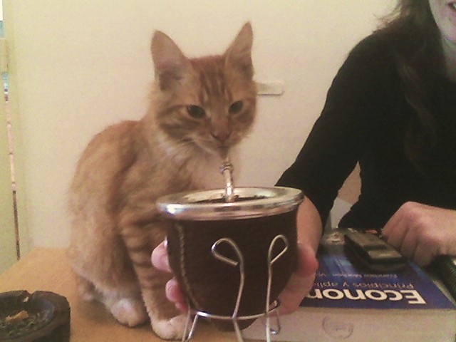 matecoin_sol's tweet photo. Kittens love to drink mate

@pumpdotfun x @matecoin_sol 

Listing a token to Mexc every Monday sounds incredible. @MEXC_Listings dreaming is free

$MATE release too early! https://t.co/x0hJwSighW