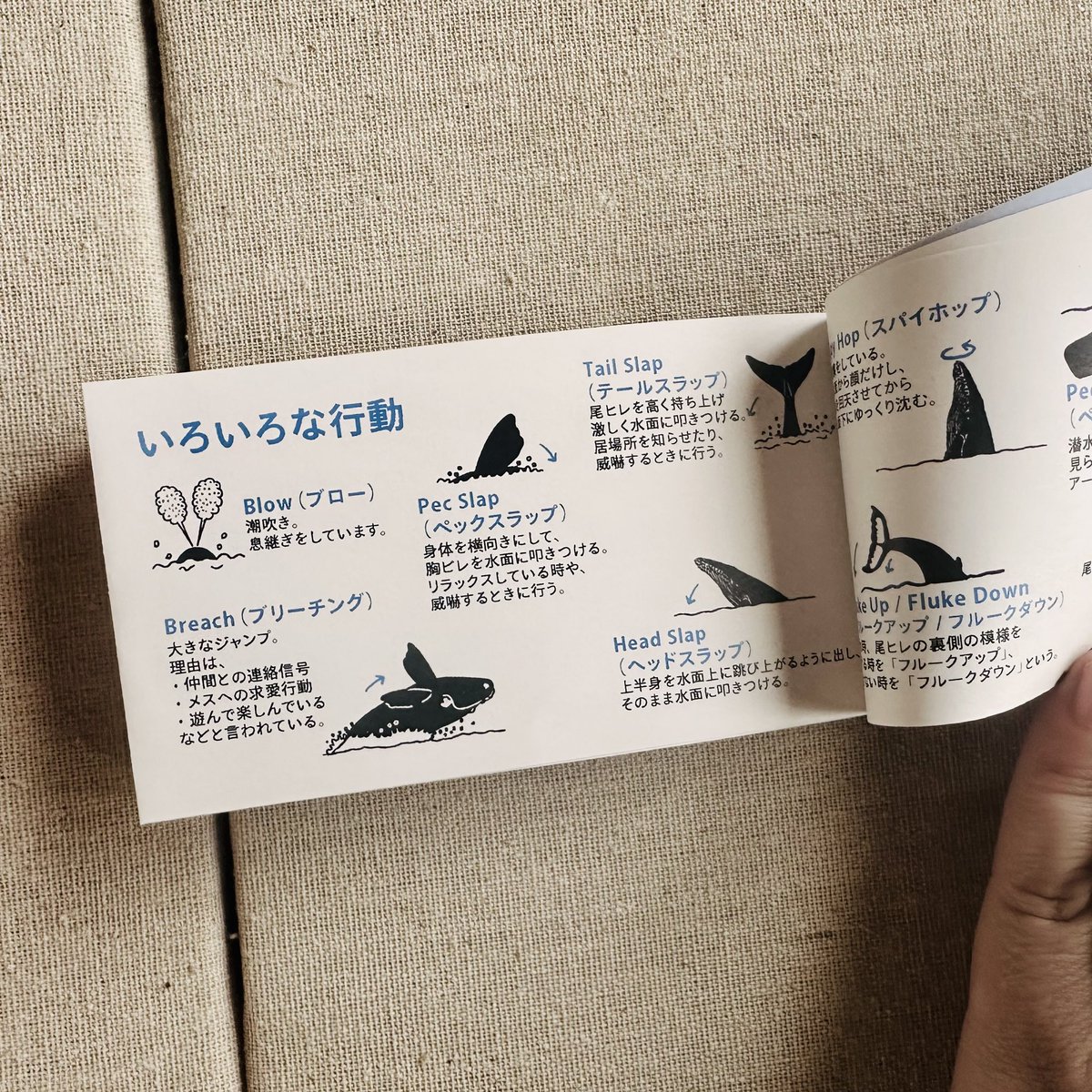 初めてのミニ本作り。クジラ豆図鑑を作りました。

Chat GPTに何作ったらいいかなーと相談したら、ミニ本なんてどうでしょう？簡単でお手軽です。って言われて、、、
思い切って作ってみました。

全然簡単じゃなかった。大変だった💦

#くじらまみれ2025 #illustration #yumieogawa