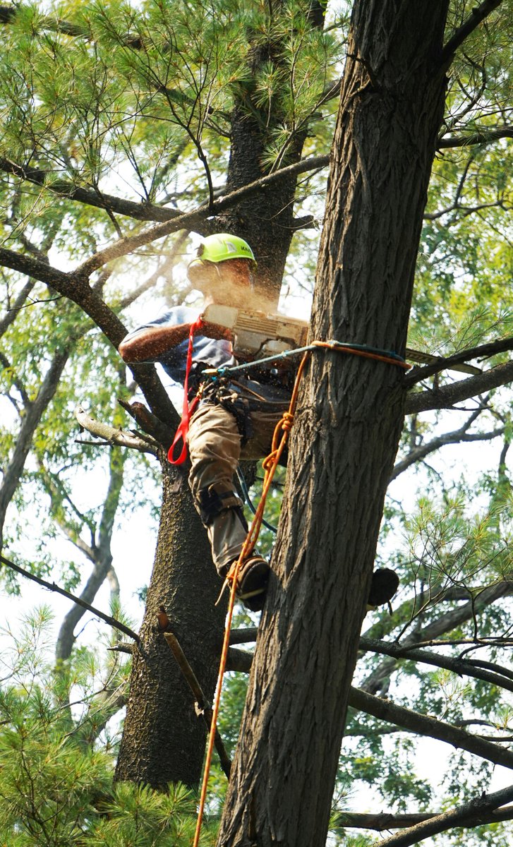 TrufastTree's tweet image. Regular tree inspections are crucial for spotting potential problems early, which can save the trees and prevent costly damages. If it has been a few years since your trees were inspected, consider scheduling a visit with a professional. 

Call us at 417-413-4729.