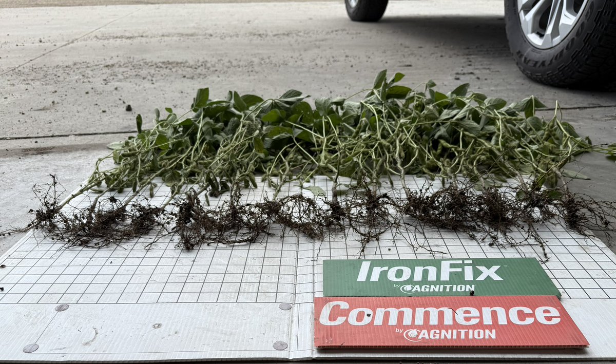 MinStartAg's tweet photo. Commence seed treatment plus IronFix in-furrow on IDC beans near Kensington, Mn. Healthier plants! More mature with 7 more pods per plant! #soybeans #IDCbeans #nutrientconversion #seedtreatment #Agnition #IronFix #Commence https://t.co/BbIhMiwbQe