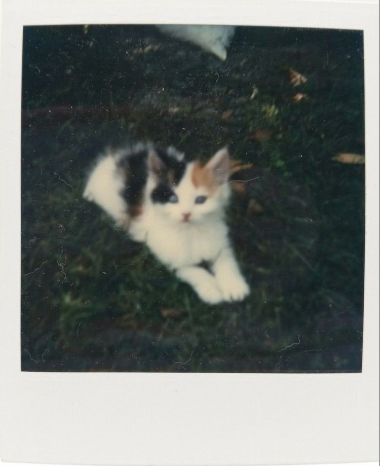 ricky as cats tweet media
