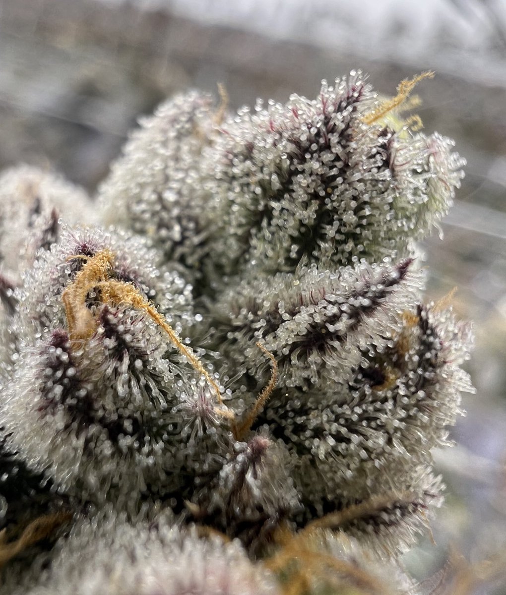 Ben_grows tweet media