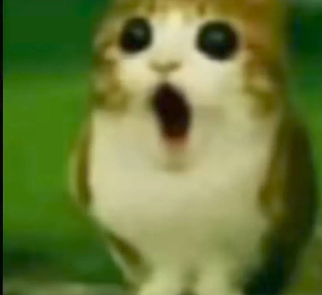 Chief ⚔️ ‼️ (Dinosaurs Are Real) (@chiefofisaac) on Twitter photo 