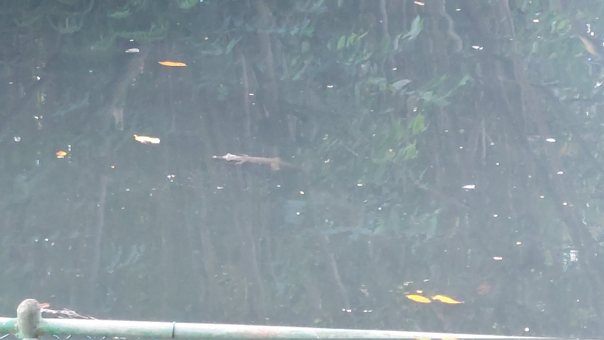 trishan. j . f. tweet media