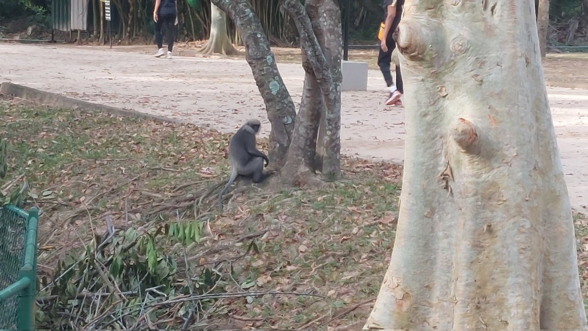 trishan. j . f. tweet media