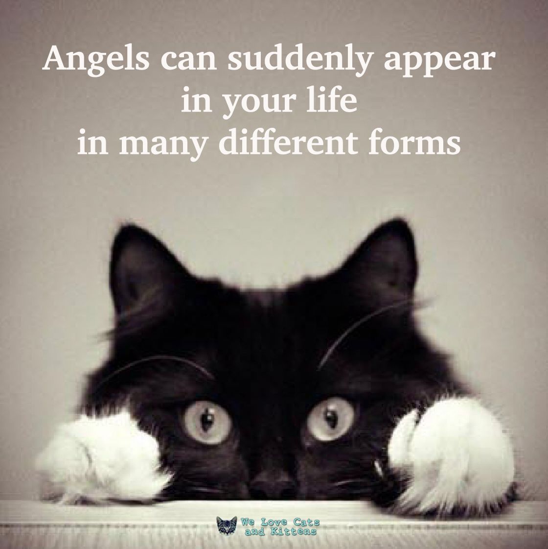 Cats and Kittens (@catsnkittys) on Twitter photo  Cats and Kittens (@catsnkittys) on Twitter photo