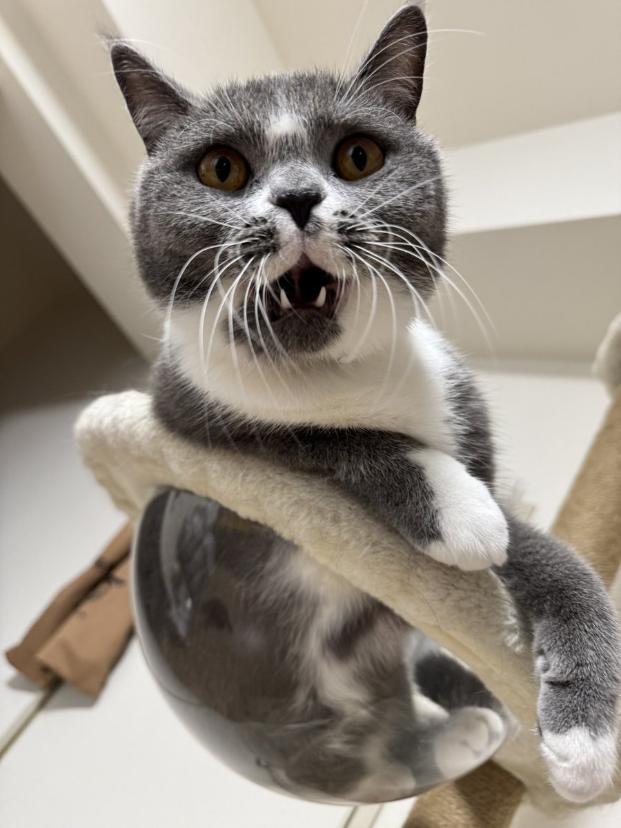 nikuQ_0218's tweet photo. 安心してください、顎は外れてませんよ。
※あくび不発

#猫 #猫好きさんと繋がりたい
#猫のいる暮らし #猫のいる幸せ
#ブリティッシュショートヘア https://t.co/2Dc8ZZofcI