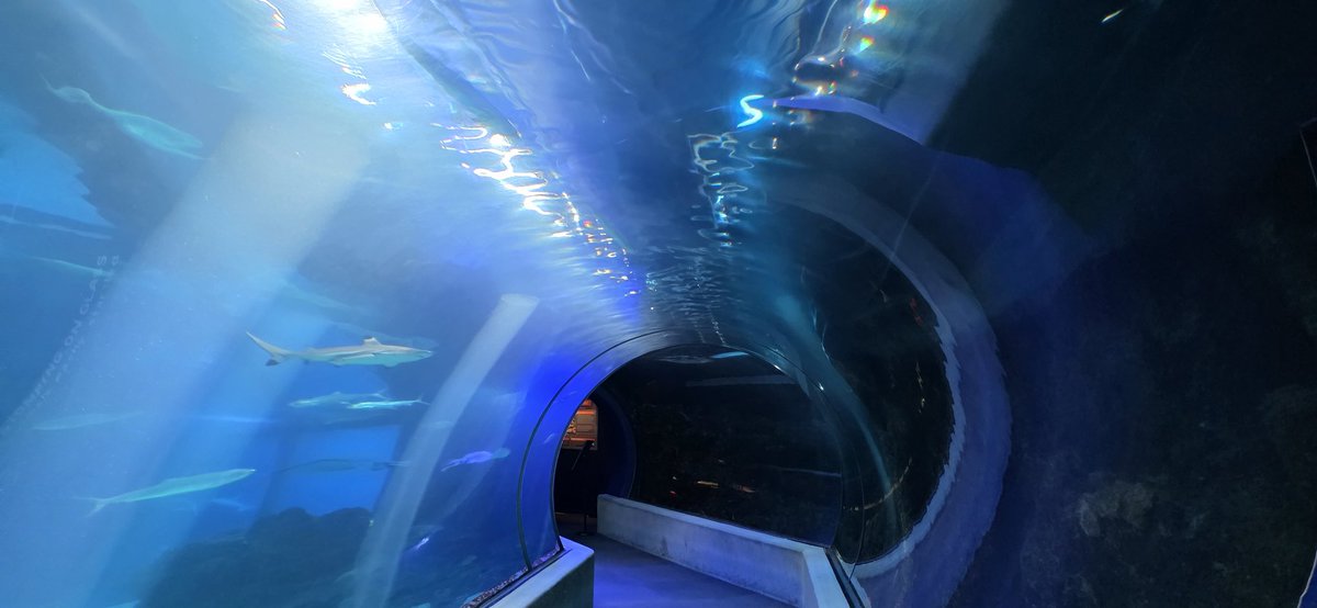 BuyTheDips tweet media