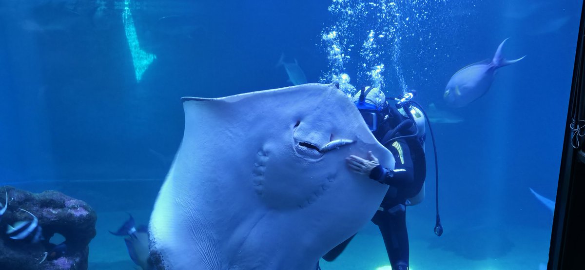 BuyTheDips tweet media