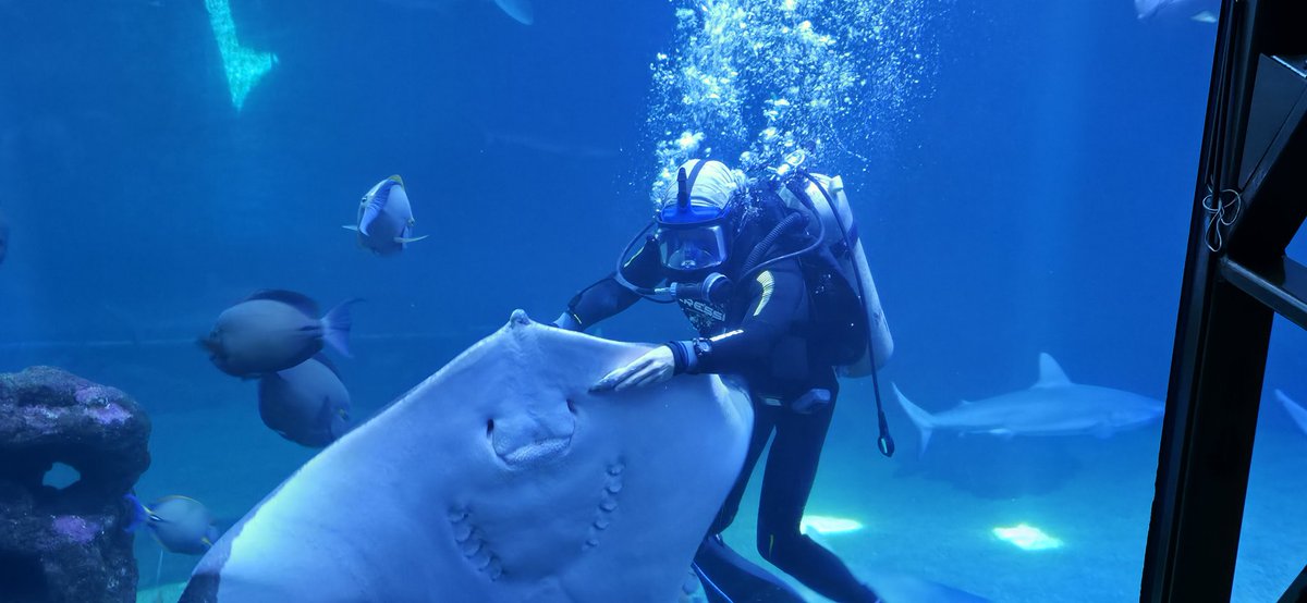 BuyTheDips tweet media