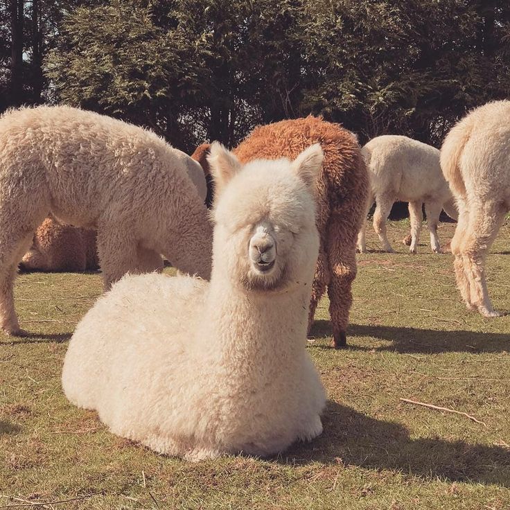 LLAMAS TOO