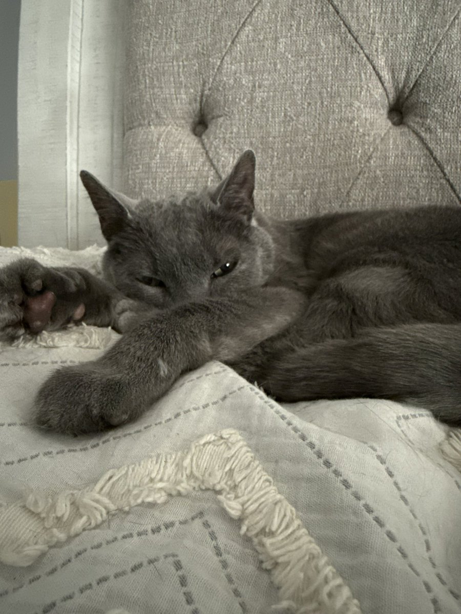 allseeingeye463's tweet photo. i havent posted my son on here in a while, but on 9/08 my dear baby boy passed away. we dont know what happened but it appears he went peacefully in his sleep. 13 loving years with smokey, i found him when i was around 7 years old. a part of me died with him. i love you, bubbas. https://t.co/kHUZ9c394P