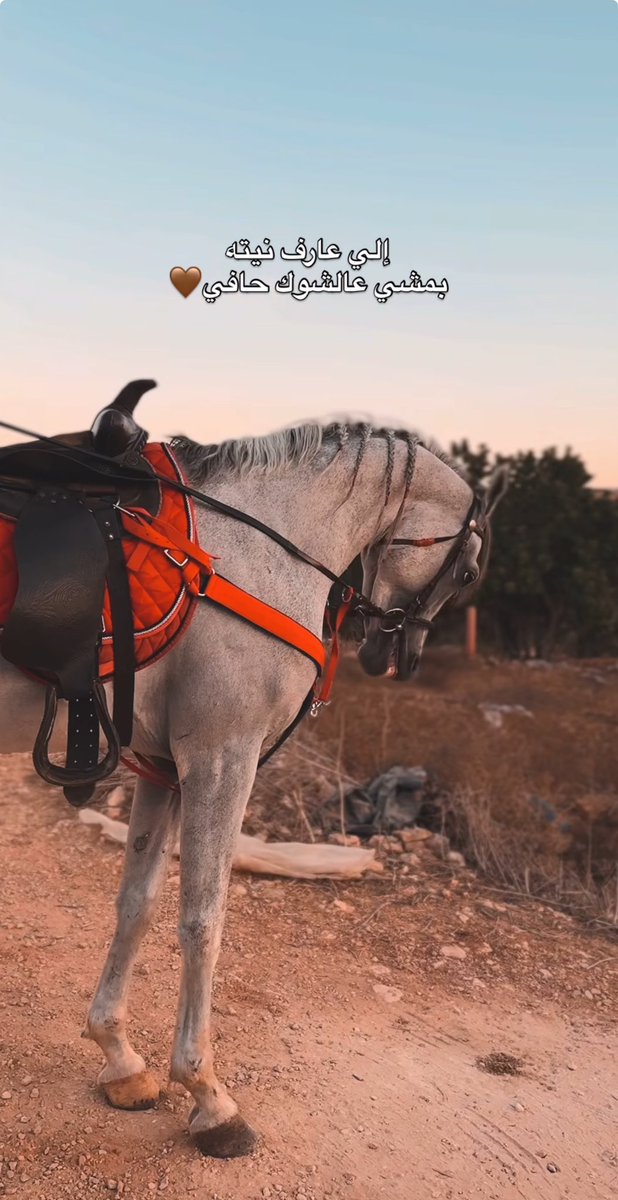 وقلبي على حب الخيل ميّال ✨🤍