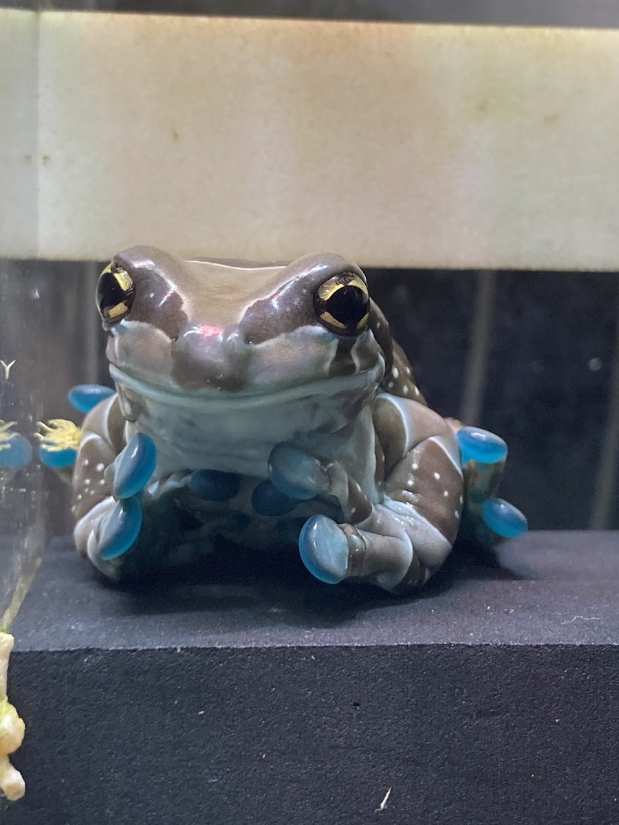 csdkh129's tweet image. 今日は☔️で調子いいのかな☺️？
青が透けて、ひときわ綺麗な日🩵
そしてお決まりの前ならえポーズでおはよう〜🥰