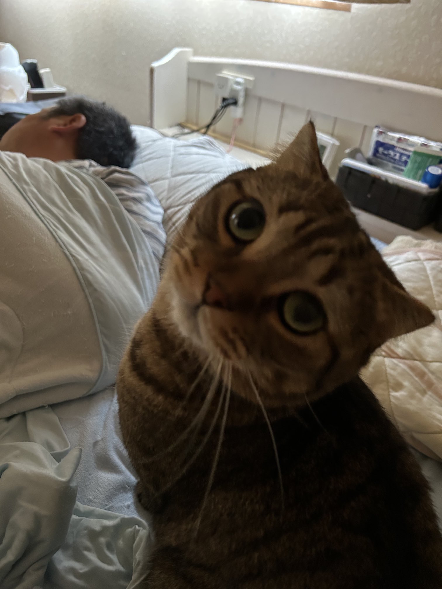 やまねこ♡　他の方はいいね、コメントご遠慮くださいね。 Kizineko-sama | 人間 見ている ネコを 見ている | Instagram