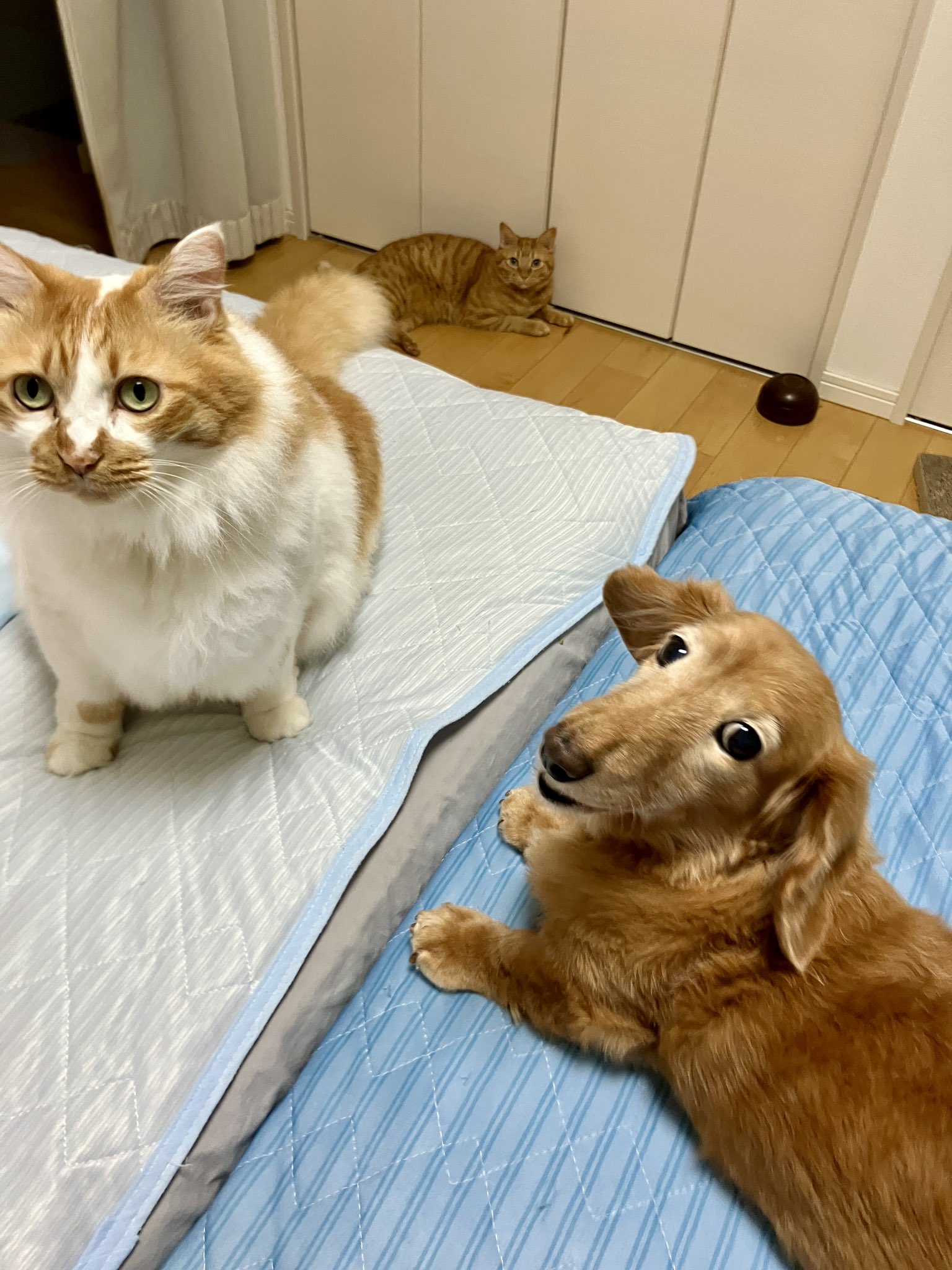 こきち on X: 
