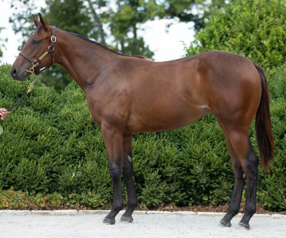 👏 Hip 342, a filly by #Nyquist, brings $735k on the heels of an earlier $1 million-dollar lot, in addition to two $600k lots!

🐎 Consigned by <a href="/WarrendaleSales/">Warrendale Sales</a>, the filly was purchased by <a href="/CorbinBlumberg/">Corbin Blumberg</a>, agt., for <a href="/StarlightRacing/">Starlight Racing</a>.

🫵Congrats to breeder Pitlochry Partners!