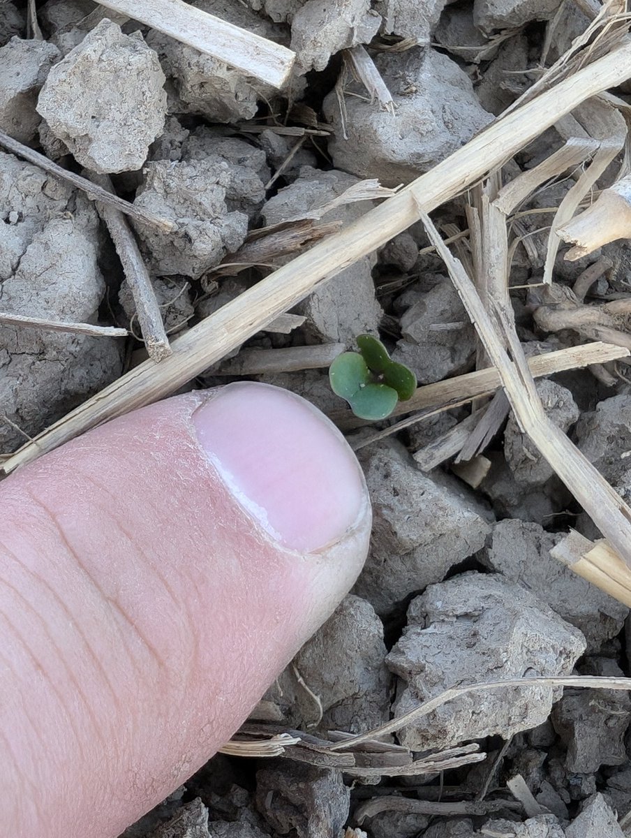 First planted canola is up.
It caught some rain the night I planted it, and it somehow came up in this lumpy stuff.

Finished the last field today and could use another rain.