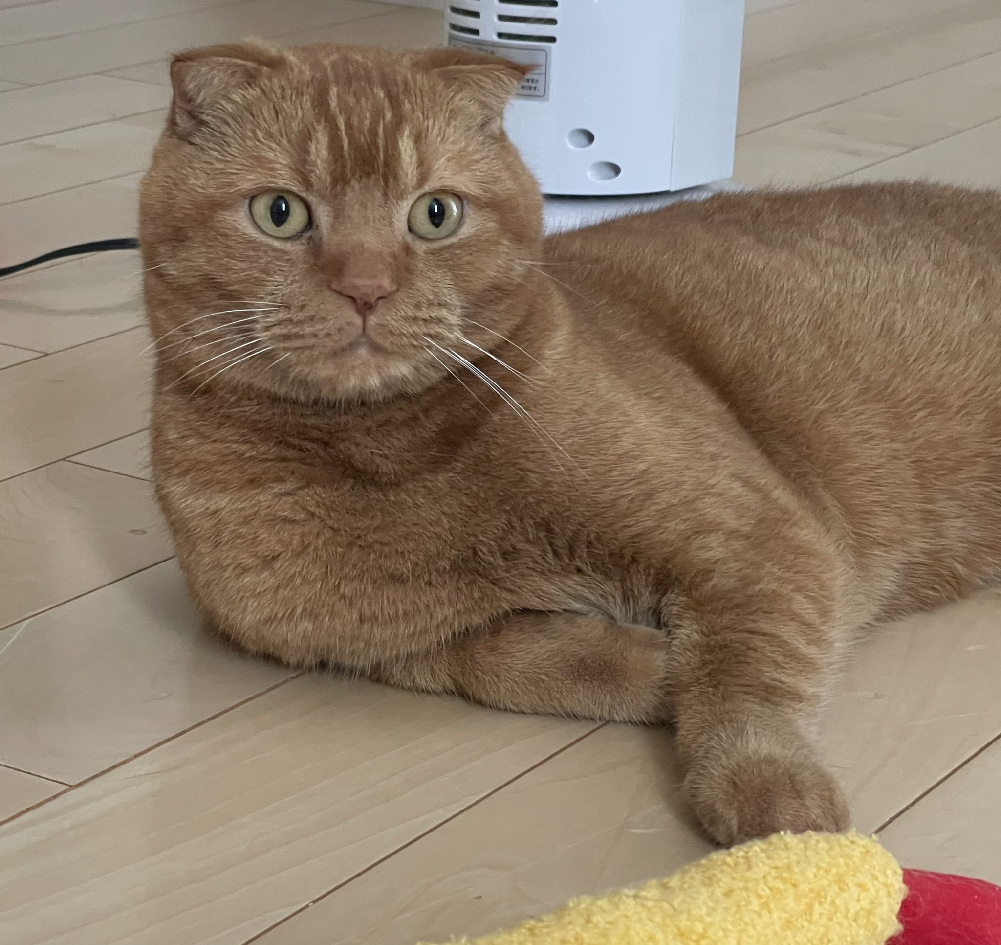 ねこ好き てらだや on X: 