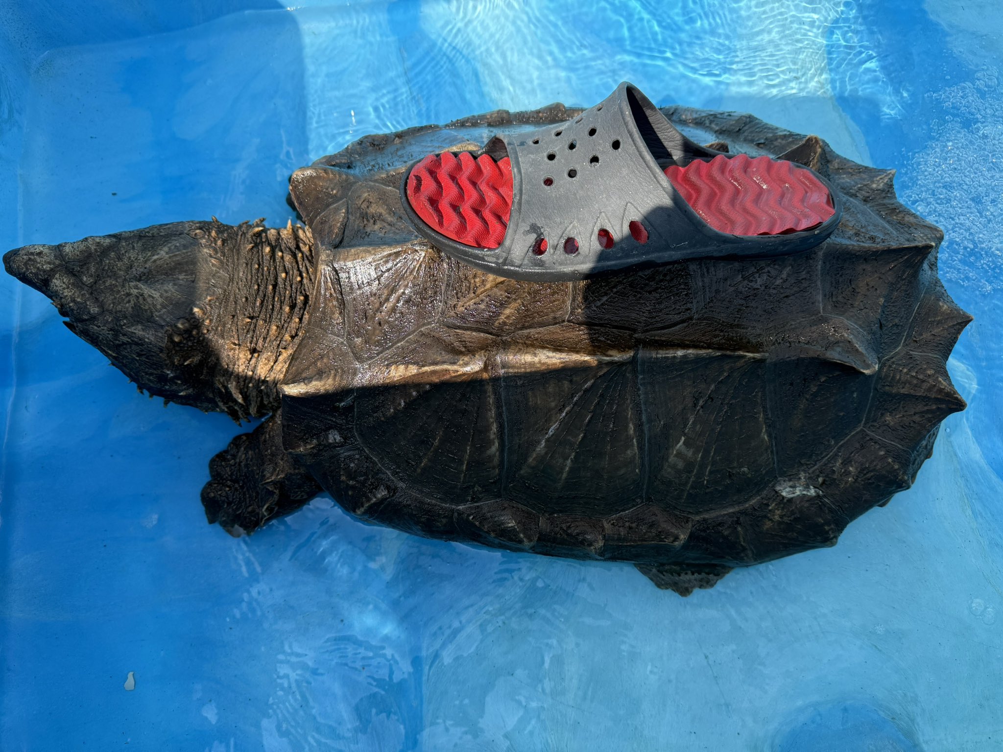 【まーちゃんさま】*pottery animal ✵ツリーを見つめる ワンちゃん まーちゃんさま】*pottery animal ✵ツリーを見つめる ワン