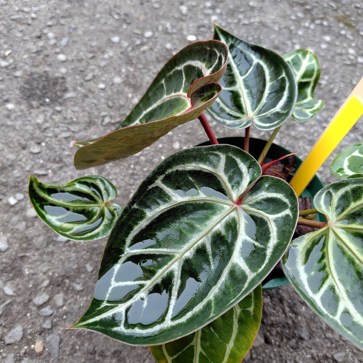 アンスリウム - Search / X