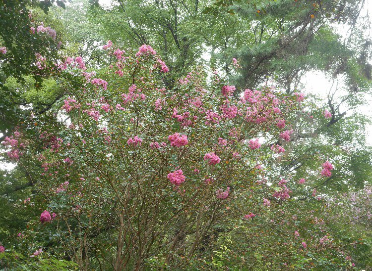 毘古とよもぎ なからぎの森の木の精bot on X