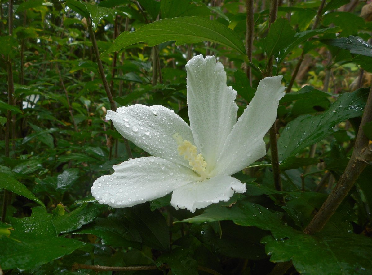 なからぎの森の木の精bot on X