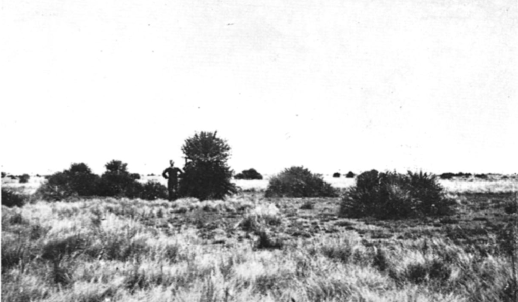 En busca de un palmar perdido en el norte de Santa Fe; en 1942 el gran botánico Ragonese publicó “Flora de la Provincia de Santa Fe”, entre otros datos muy relevantes, está la siguiente foto con la descripción “Esta palmera vive aislada en las sabanas de Elioniirus o a veces
