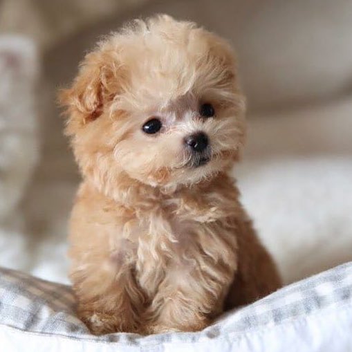 So obsessed with the idea of having two puppies that look like this and naming them “Fritto” and “Misto” that they have begun to appear in my dreams. For example last night I nearly drowned trying to save Fritto and Misto from being swept away by a rip current at the beach