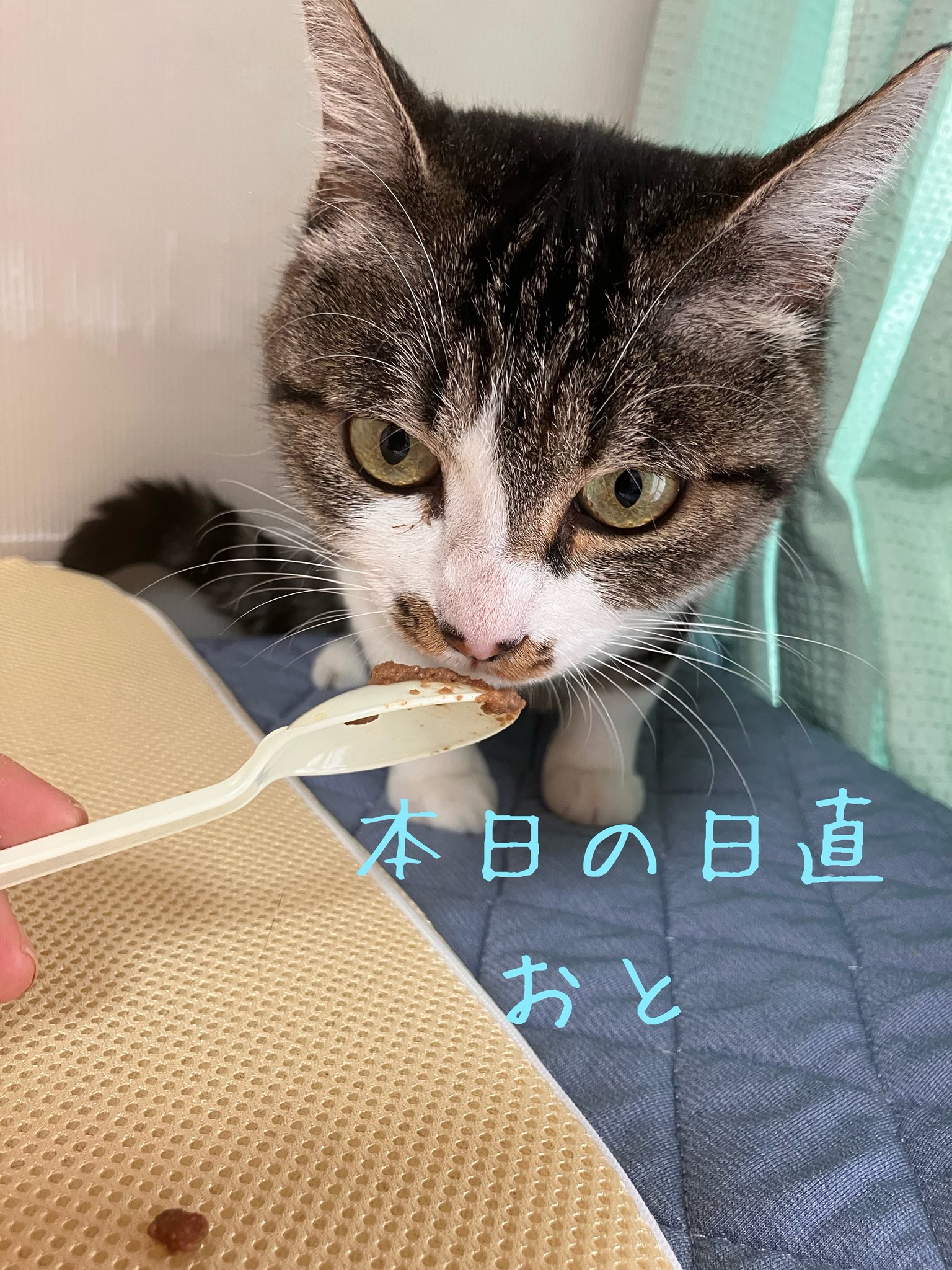上野ここ　ねこたまご　白猫 ねこたまご - Search / X