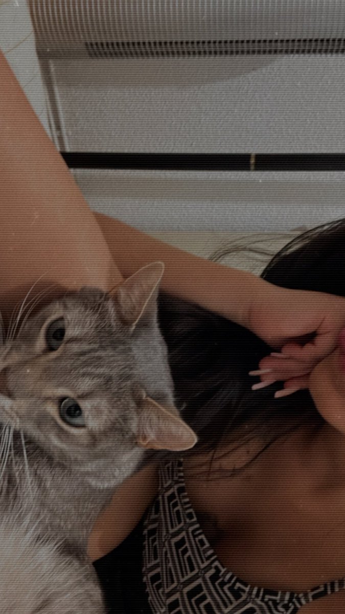 narolins3's tweet photo. tommy, nuestro gato callejero https://t.co/z0eON8pUb2