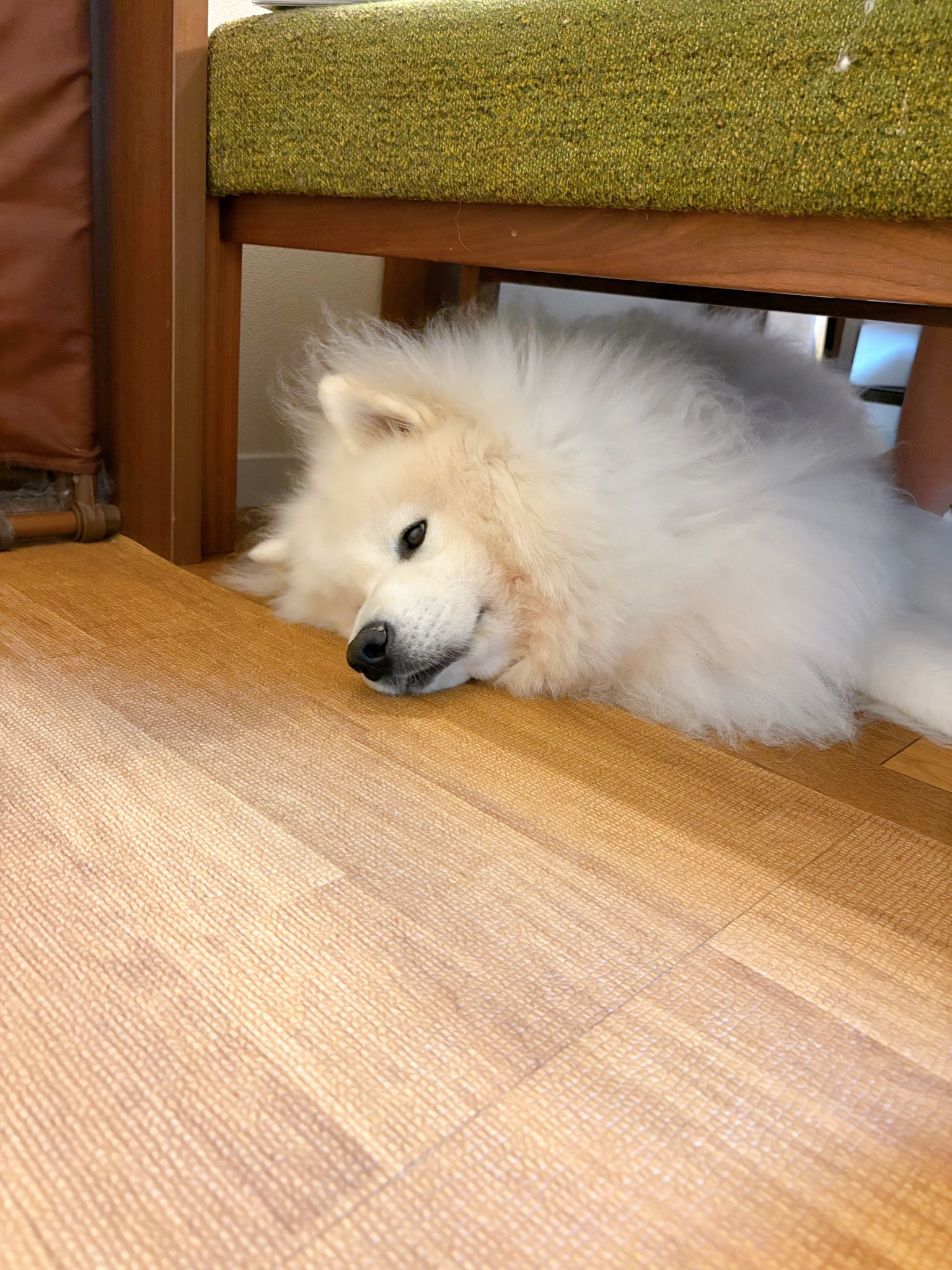 freckle seoul sinoon glowny samoyed フェケテ freckle seoul sinoon glowny samoyed フェケテ