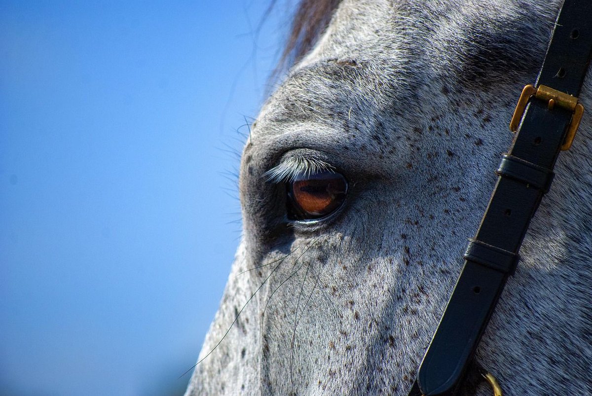 WI DATCP confirms that an unvaccinated three-year-old Quarter Horse stallion in Grant County has tested positive for West Nile Virus (WNV). It is the state’s first confirmed case of WNV in a horse in 2025. In 2024, DATCP documented 9cases of WNV in horses buff.ly/FwfnVo1