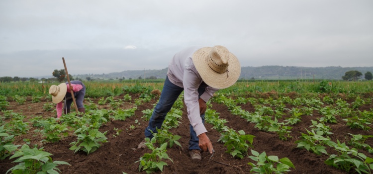 EDD amplía los recursos para los trabajadores agrícolas elpopularnews.com/2025/09/09/edd…