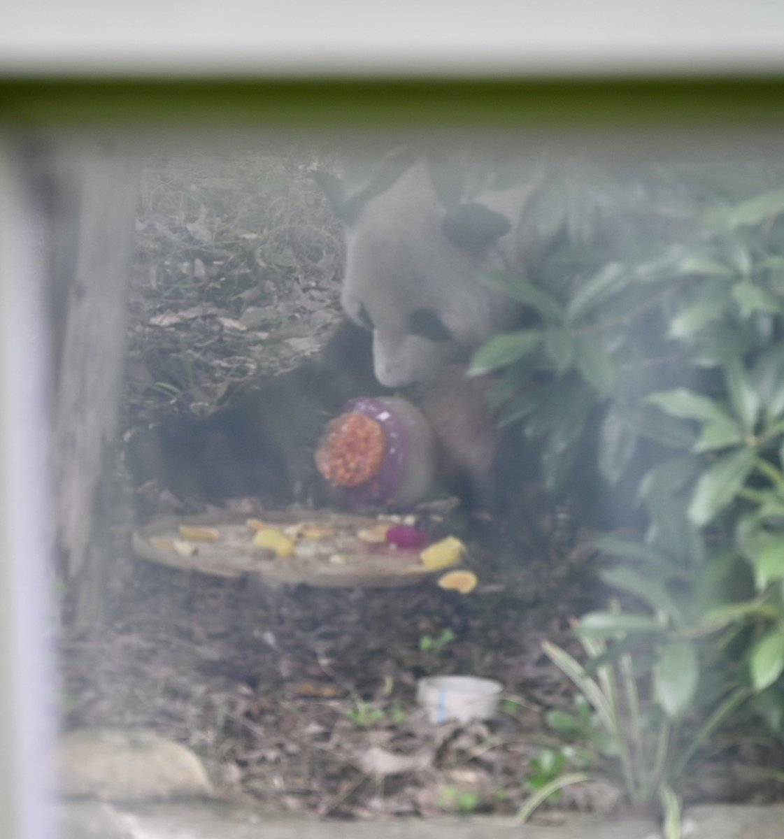 Lun_Yang_Panda's tweet image. Happy 28th birthday, Daddy YangYang❤️❤️❤️ #memoriesofchengdu #pandabase #onlyzooatl @ZooATL