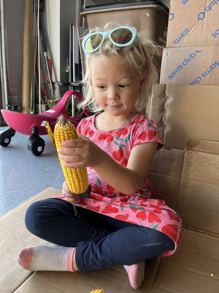 mjanders1's tweet photo. Is the assistant working hard or hardly working? We’ll never know. #YieldEstimates #ISUCrops https://t.co/HKHH2yKPoE
