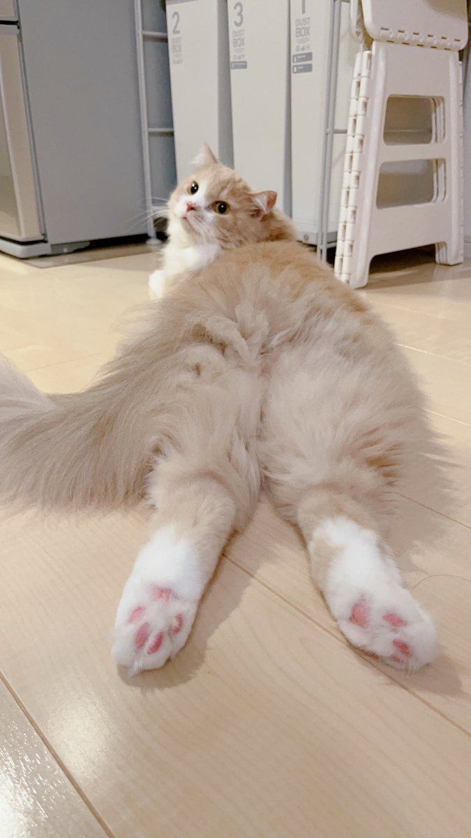 モフ尻モグちゃん