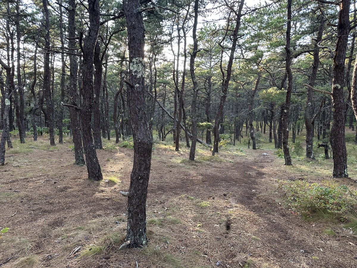 susilee_dean's tweet image. Beautiful Cape Cod at sunset
#CapeCodMA
