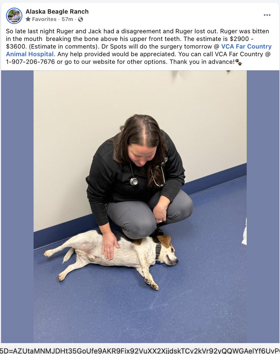 Uncle Dave <a href="/beagle_ranch/">AK Beagle Ranch</a> needs help. He has had a couple tragedies in the last couple days. Sunday Jill, one of his puggles passed away after a short illness. Then last night her brother Jack got into a tuffle. See pic. You can donate at his website  alaskabeagleranch.org