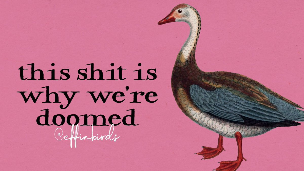 Effin' Birds (@effinbirds) on Twitter photo 