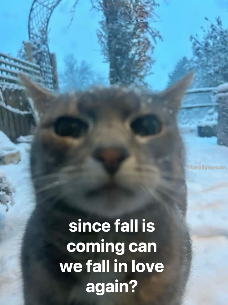 LiterallyMeCats (@literallymecats) on Twitter photo 