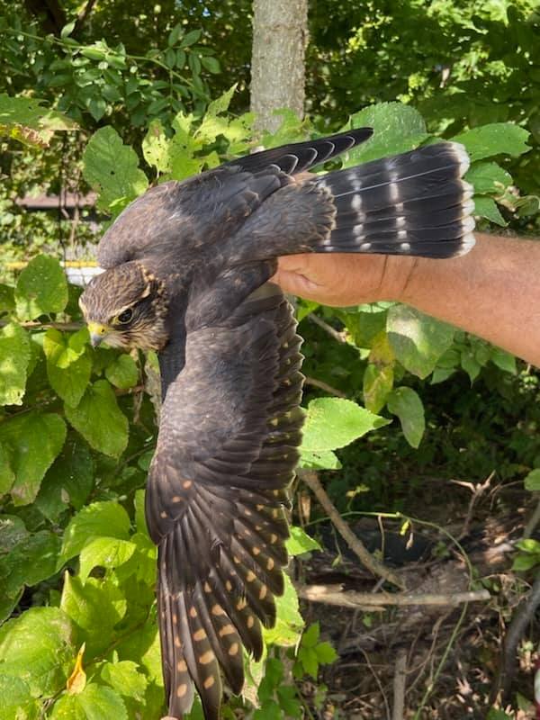RAPTOR BANDING. FANTASTIC DAY at Lake Station with Tim Jarrold,  Chip Ogglesby and Ron Delcourt. Great variety of raptors.  All young birds. Banded: 2 females American Kestrel,  1 female Sharp-shinned Hawk,  1 male Northern Harrier,  1 male Merlin and 1 Red-tailed Hawk.