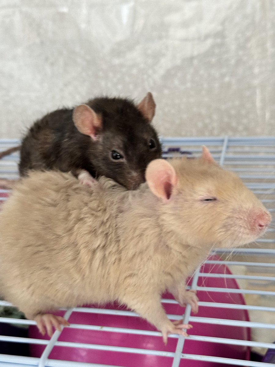 쥐배자 tweet media