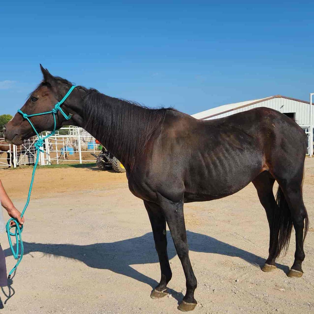 ☺️❤❤ This pretty TB mare Tag 2417 at Stroud lot is on her way to Reigning Grace Ranch in AZ to her new life and home. Reigning Grace Ranch and Kirsten Gormly Ghaster stepped up big time for this girl to save her life and make sure she was safe. We thank them and wish them and