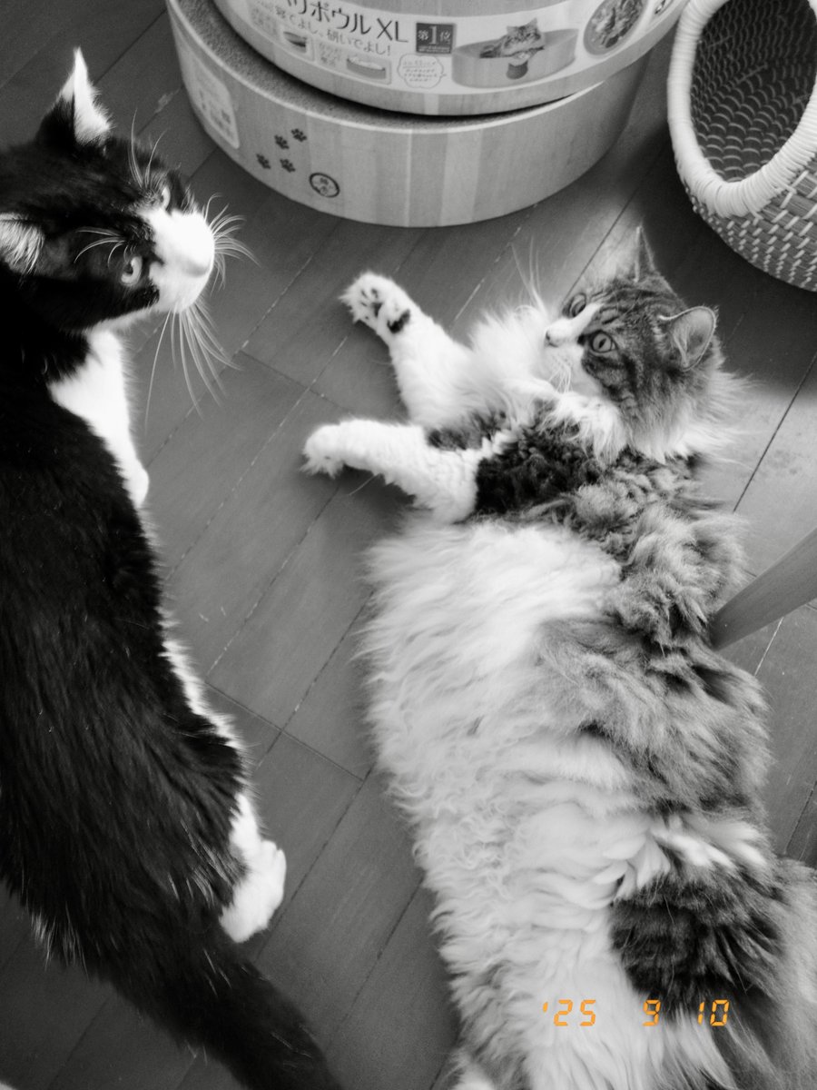 kisaragi_sarah's tweet photo. ミミー(16歳・♂)が苦手なルル(8歳・♂・ノルウェージャンフォレストキャット)。気持ちよく寝転がっているところを平気で通り過ぎてゆくのでびっくり。
めったに近づかない2匹を1枚に収めることができました。
#xhalf
#xhalfdiary https://t.co/RTjv4GNkrZ