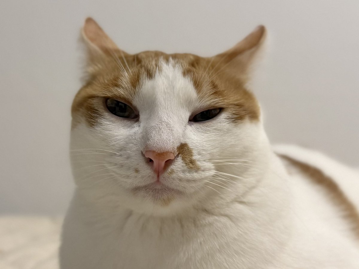 そんな迷惑そうな顔せんでも😂

#猫好きさんと繋がりたい #猫のいる暮らし