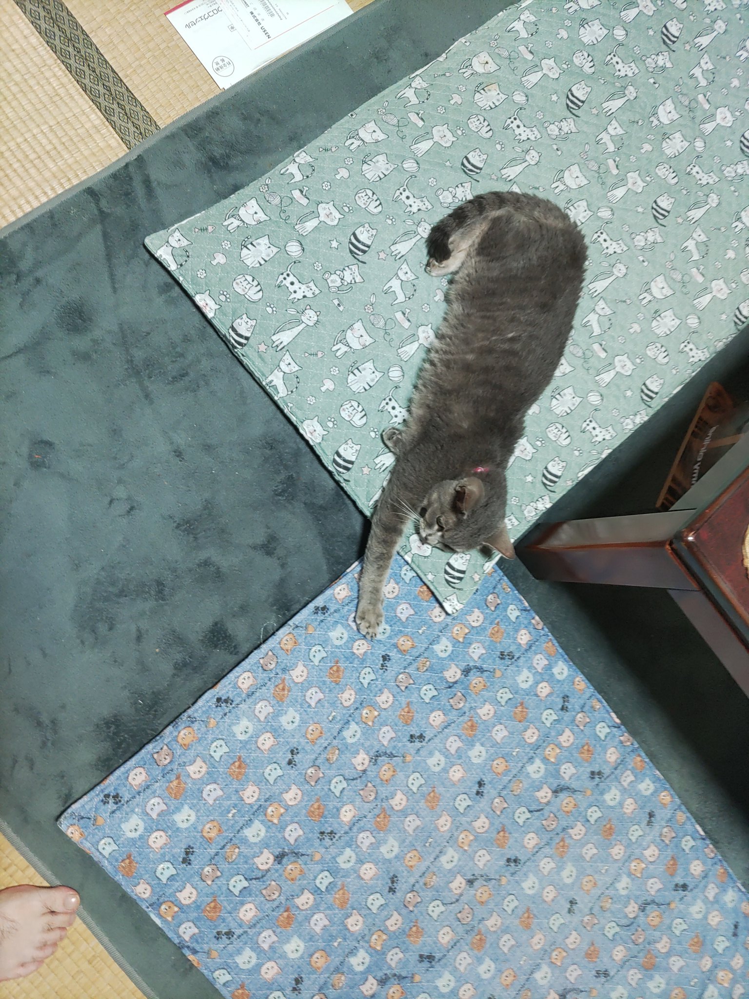 ⚠️家に猫が居ます⚠️さん専用 kakuo gadgets 「家に猫がいます」グッズで 猫と人を笑顔で繋げ