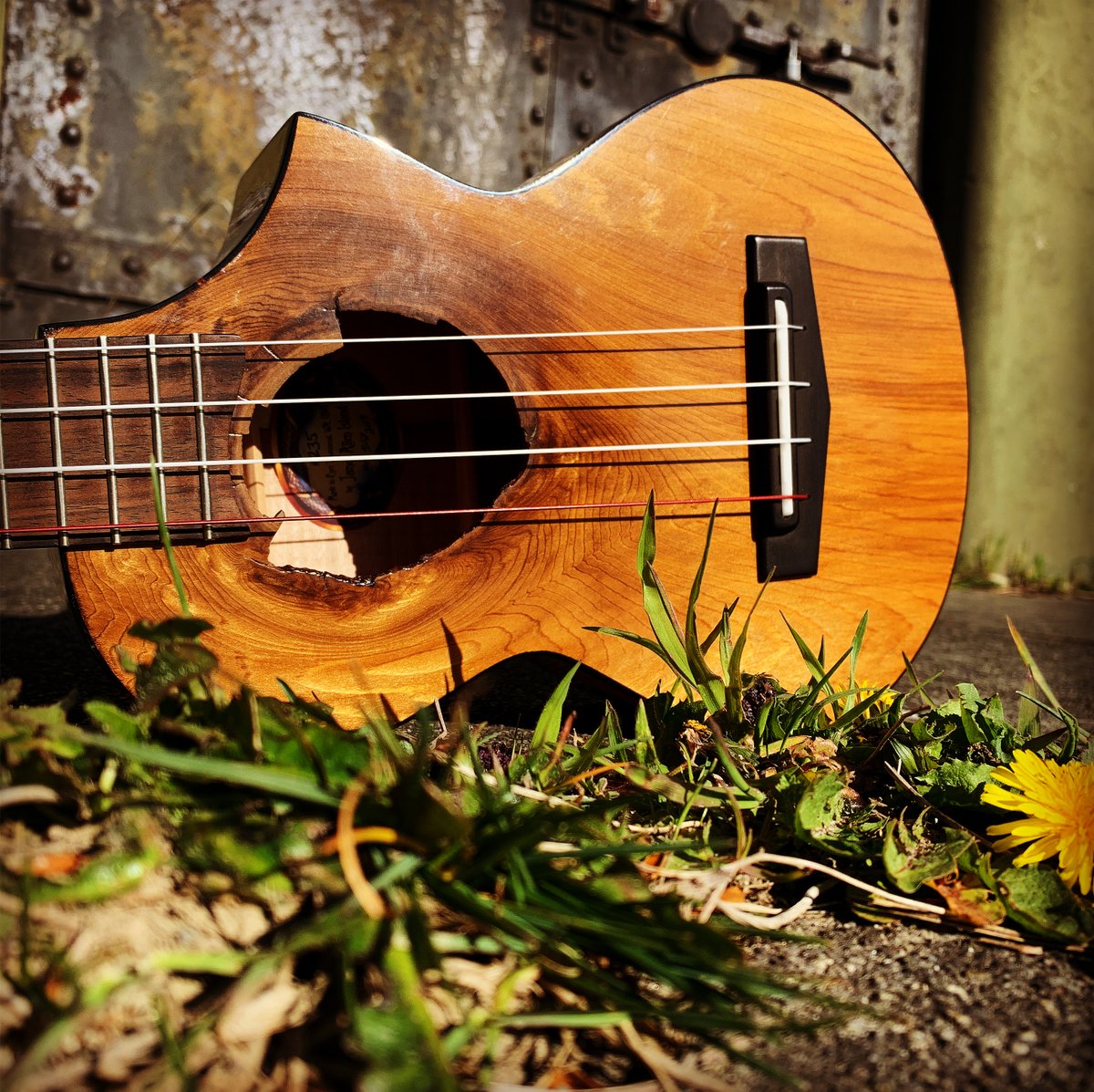 The Harmonica Pocket tweet media