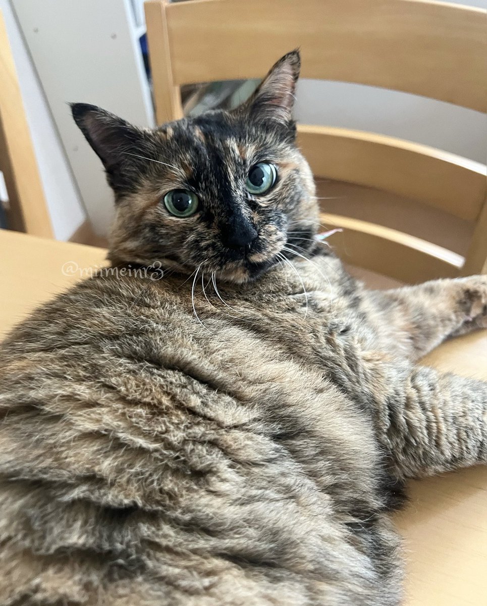 真は錆猫が好き 真は錆猫が好き サビ猫三姉妹 on X: