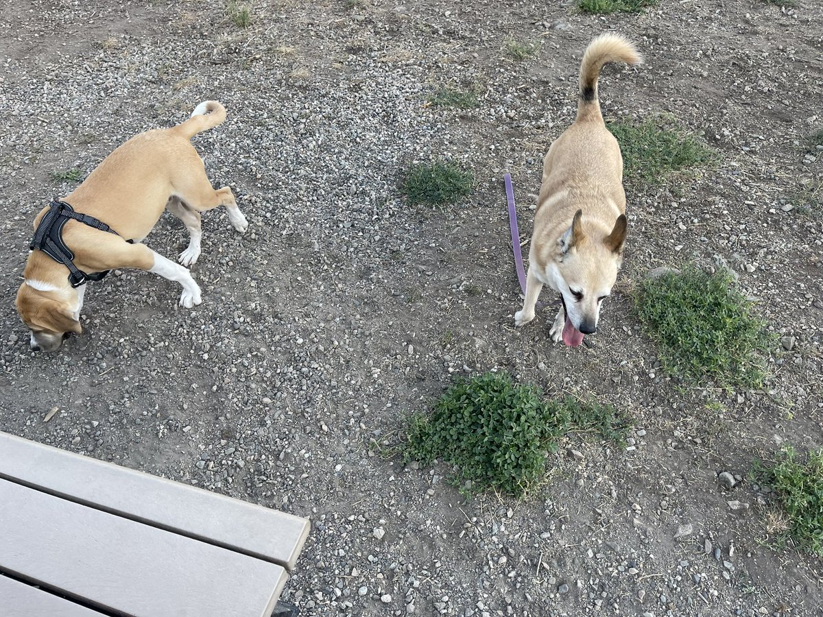leannesarsons's tweet photo. At the dog park with these wild ones https://t.co/cLpiDvLyDr
